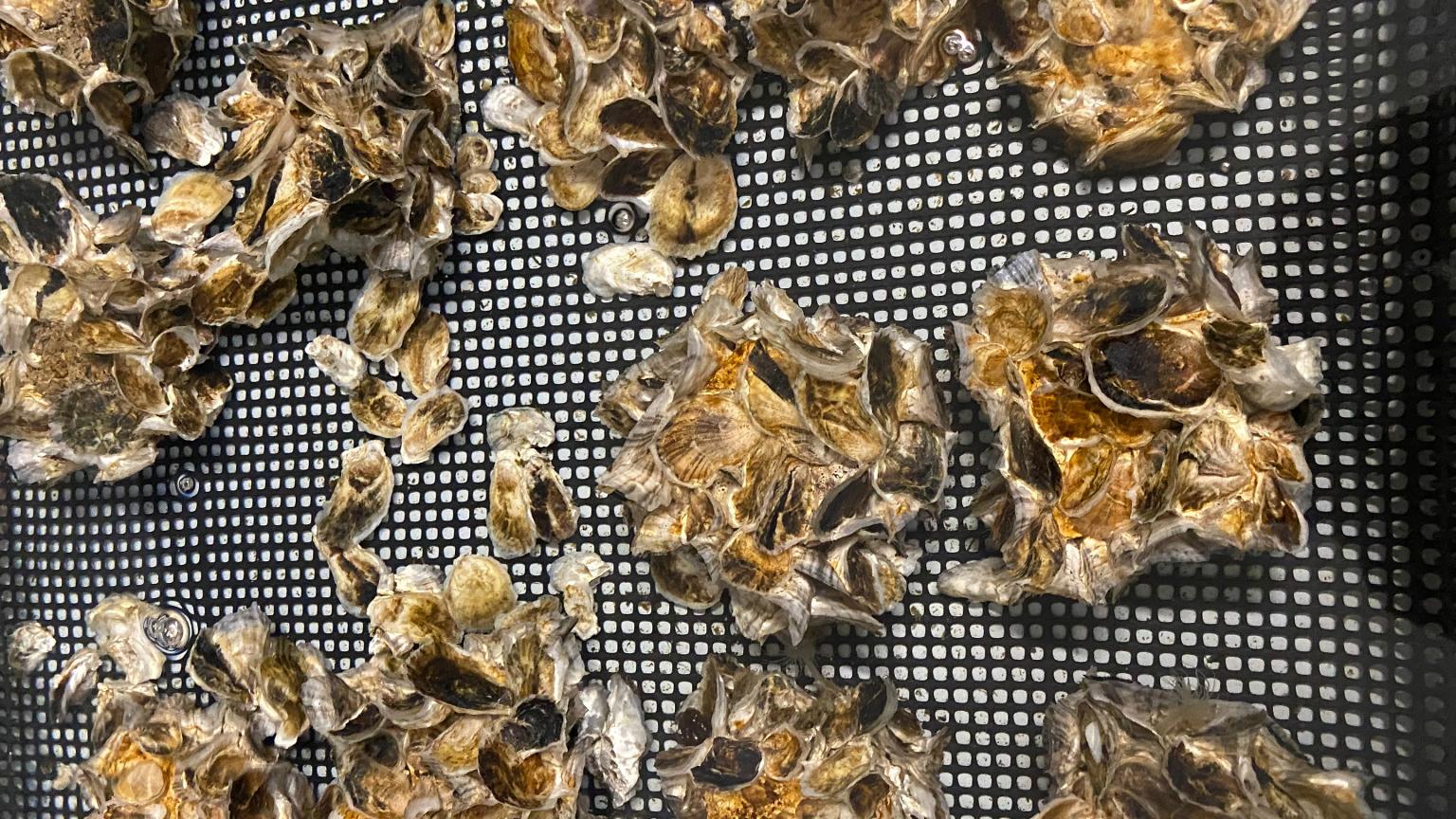Rutgers Awarded 12 6 Million Grant To Create Oyster Habitat For rutgers-awarded-12-6-million-grant-to-create-oyster-habitat-for