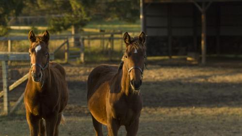 Two brown yearling horses on Cook Campus in a field at the Equine Science Center