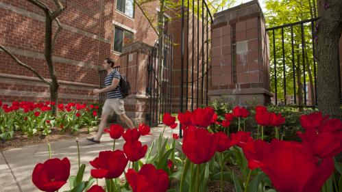 A students walks past red tulips near the Crosby Suites