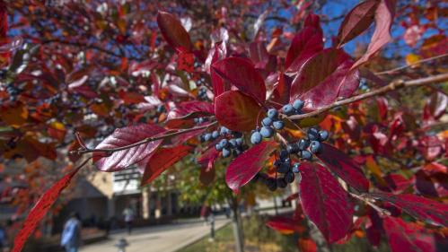 A close-up view of leaves turning red in the fall