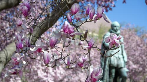 A magnolia tree in bloom with a statue in the background