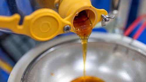 Honey dripping from a machine into a sieve for filtering.