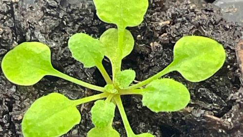 The arabidopsis plant, a bright greeen plant with leaves spreading in all directions