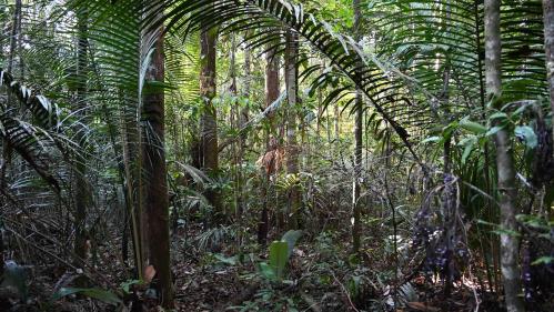 A cluster of trees in a rainforest