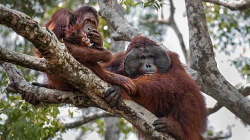 Orangutans sitting in trees