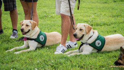seeing eye pups