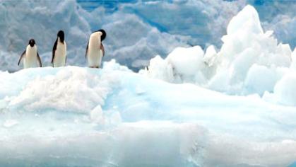 Penguins