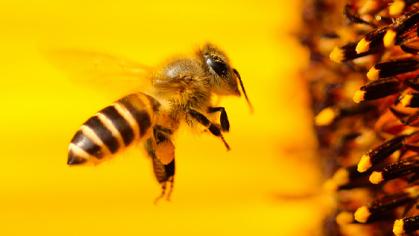 Honey bees