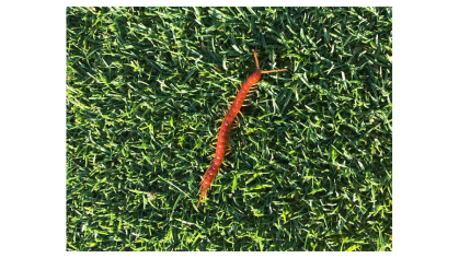 worm