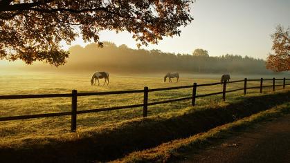 Horses graze in a field at sunset