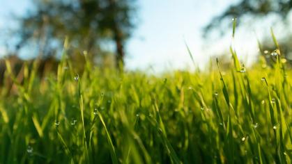 Photo of green grass