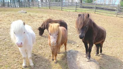 group of miniature horses