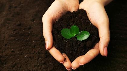 soil and plants