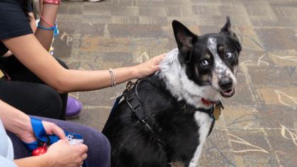 Students pet a black and white therapy dog during the Who Let the Dogs In event