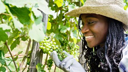 Female harvesting grapes