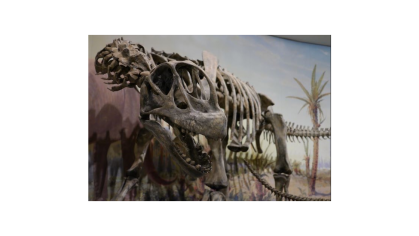 Dinosaur fossils