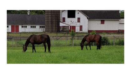 Two brown horses on farm