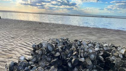 A cluster of oysters growing on a sandy shoreline.