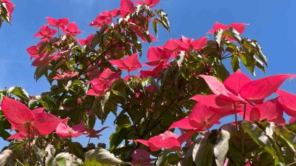 Bright pink dogwood blooms with blue sky above