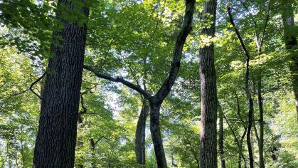 a canopy of trees in Mettler's Woods