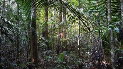A cluster of trees in a rainforest