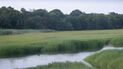 Saltwater marsh with water at center surrounded by reeds