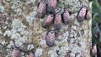 Natural predators, weather extremes and habitat may have caused population shifts in spotted lanternflies this season.