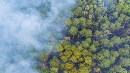 smoke emanates from the top of a forest during a wildfire