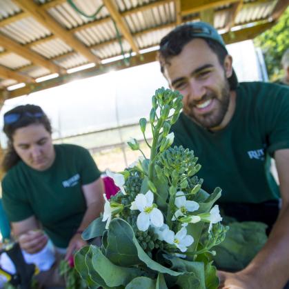 Students pack up produce grown at the Student Farm on the Cook Campus
