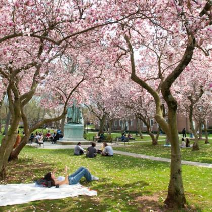 person lying on a blanket under cherry blossom trees