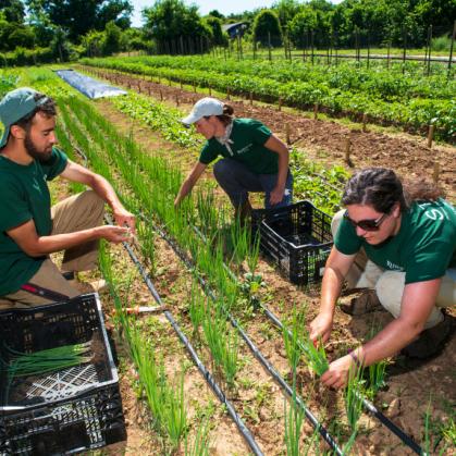 School of Environmental and Biological Sciences harvesting plants on a farm
