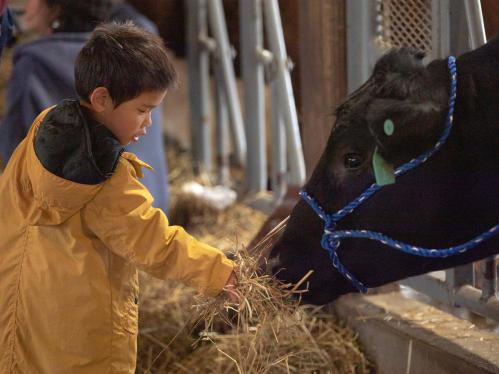 A child feeds hay to a black cow on Rutgers Day