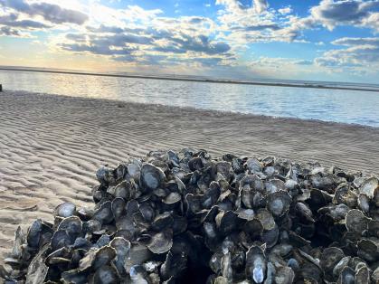 A cluster of oysters growing on a sandy shoreline.