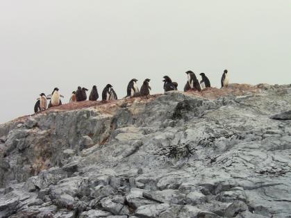 Penguins