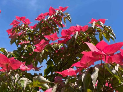 Bright pink dogwood blooms with blue sky above