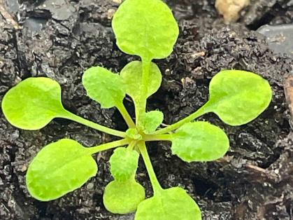 The arabidopsis plant, a bright greeen plant with leaves spreading in all directions