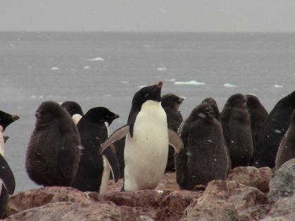 Penguins 