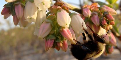 bee feeds on blueberry flowers