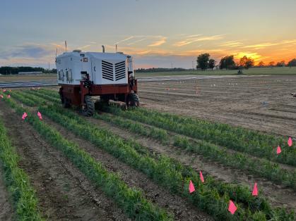 laser weeder at dawn in the Rutgers research field