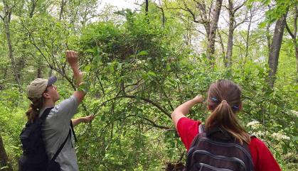 Two Rutgers students work in Mettler's Woods on a research project. 