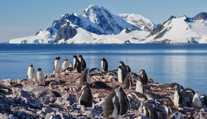 A waddle of penguins gather on an outcrop near an Antarctica lake