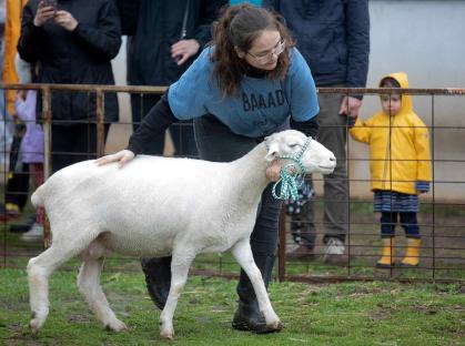 A young woman guides a sheep at College Farm on Cook Campus during Rutgers Day 2023.