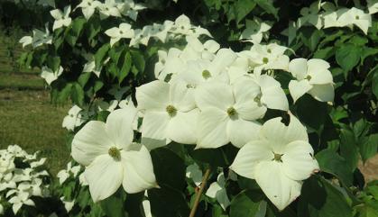 A cluster of white flowers with green leaves.