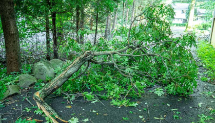 Downed trees fill a street after a storm