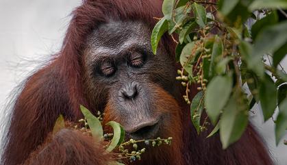 Orangutan eating leaves from a tree