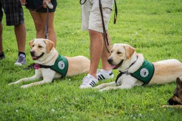 seeing eye pups