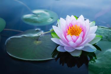 lotus flower in pond