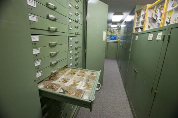 A drawer with specimens in the Entomology Museum