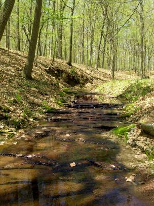 A stream runs through Rutgers Ecological Preserve