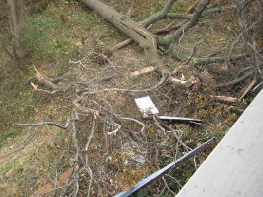 Trees and debris litter yards in Highlands after Superstorm Sandy.